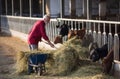 Farmer feeding cows on dairy farm Royalty Free Stock Photo