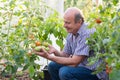 Mature farmer or gardener in the greenhouse checking his tomato quality