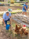 Mature farmer gathering chicken eggs outdoors Royalty Free Stock Photo