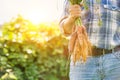 Mature farmer showing newly harvest carrots in farm