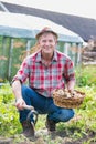 Mature farmer showing newly harvested potatoes at farm