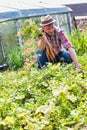 Mature farmer smelling fresh tomato in field