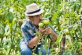 Mature farmer smelling tomatoes growing in field