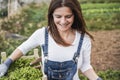 Mature farmer woman holding wood box with fresh organic lettuce - Focus on face