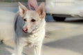 Mature female dog with a pink nose outdoors standing in the street. Mix German shepherd and husky closeup Royalty Free Stock Photo