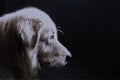 Great Pyrenees Adult Side Profile Looking into Light on Black Background