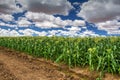 Cornfield Ready for Harvest