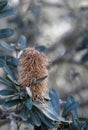 Mature flower head and foliage of the Coast Banksia, Banksia integrifolia, family Proteaceae