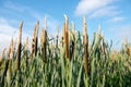 Flowering common cattail plants from close Royalty Free Stock Photo