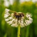 Mature fluffy dandelion, wet after the rain. summer scene after rain. Royalty Free Stock Photo