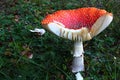 Mature Fly Amanita poisonous mushroom, also called Fly Agaric, latin name Amanita Muscaria, with hat cut in a half