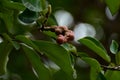 Follicle of magnolia denudata Royalty Free Stock Photo