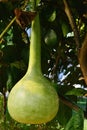 Mature fruit of bottle gourd plant, also called Calabash, latin name Lagenaria Siceraria