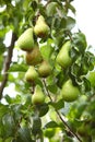 Mature fruit in the branch of a tree Royalty Free Stock Photo