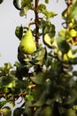 Mature fruit in the branch of a tree Royalty Free Stock Photo