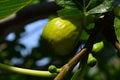 Mature fruit of common fig Ficus Carica and small bud on branch of a fig tree Royalty Free Stock Photo