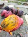 Mature fruit in the one of garden in the park