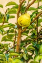 Mature fruit of the pear tree canopy Royalty Free Stock Photo