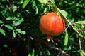 Mature fruit of pomegranate on a tree Royalty Free Stock Photo