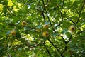 Mature fruits on branches of quince tree