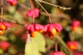 Mature Fruits of the European Spindle Tree ( Euonymus europaeus )