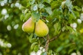 Mature fruits pears Royalty Free Stock Photo