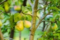 Mature fruits pears Royalty Free Stock Photo