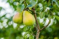 Mature fruits pears Royalty Free Stock Photo