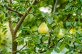 Mature fruits pears Royalty Free Stock Photo