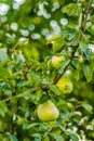 Mature fruits pears Royalty Free Stock Photo