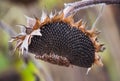 The mature, full, dry sunflower plant with seeds in the head sprouts on the field under the open sky. Royalty Free Stock Photo
