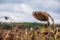 The mature full dry sunflower plant with seeds in the head sprouts on the field under the open sky.