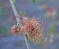 Mature gall on dog rose caused by the gall wasp Diplolepis rosae