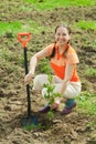 Mature gardener planting shrubbery Royalty Free Stock Photo