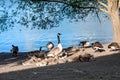 Mature Geese Guarding Goslings On The Lake Shore In Spring