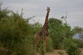 Mature giraffe with notable dark skin.