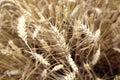 Mature gold ears of wheat Royalty Free Stock Photo