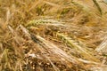 Mature golden wheat close up, focusing on a single ear, fisheye Royalty Free Stock Photo