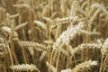 Mature ears of wheat close up on a cloudy day Royalty Free Stock Photo