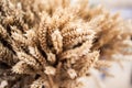 Mature grains harvested in ears of corn collected. Selective focus Royalty Free Stock Photo