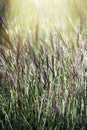Mature grass stands Royalty Free Stock Photo