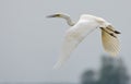 Mature Great White Egret shouts and cries in flight with curved neck and stretched legs Royalty Free Stock Photo