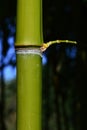 Mature green bamboo stalk in bamboo forest with small side leafless branch growing from node. Royalty Free Stock Photo