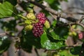 Mature and green mulberry fruits. Royalty Free Stock Photo