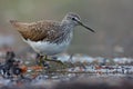 Mature Green Sandpiper wades in water near a lake shore in early spring Royalty Free Stock Photo