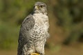 Mature Gyrfalcon (falco rusticolus) Royalty Free Stock Photo