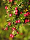 Mature hawthorn fruit Crataegus L