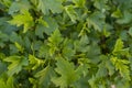 Mature hedgerows in spring the view from the top Royalty Free Stock Photo