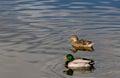 Mature Hen & drake mallard in a calm pond in Boise Idaho