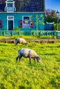 Mature Highbred Sheep Pasturing on Green Grass Outdoors